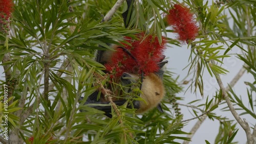 Great Mascarene fruit bat - Mauritius flying fox licking red flowers on tree