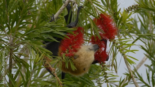 Great Mascarene fruit bat - Mauritius flying fox licking red flowers on tree