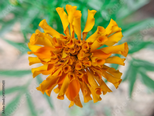 An Overhead View of a Vibrant Orange Marigold in Full Bloom