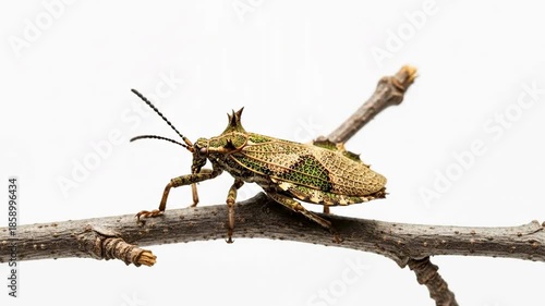 Close-up of a Spiky Brown Insect Perched on a Twig Against a White Background.