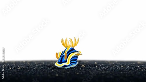 Close-up of a vibrant blue and yellow nudibranch crawling on a dark textured surface with a bright white background.