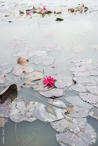 Pink Lotus Flowers and Lily Pads Floating on Pond at Hang Mua, Ninh Binh, Vietnam