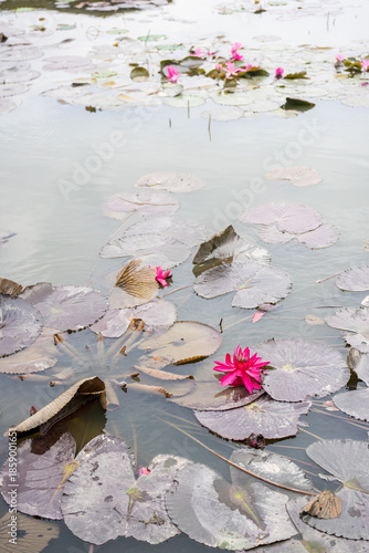 Pink Lotus Flowers and Lily Pads Floating on Pond at Hang Mua, Ninh Binh, Vietnam