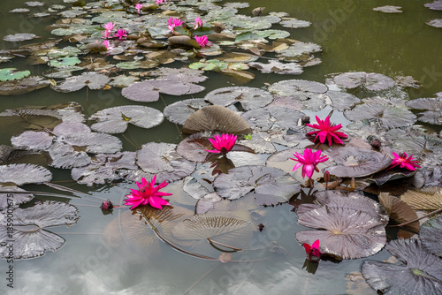 Pink Lotus Flowers and Lily Pads Floating on Pond at Hang Mua, Ninh Binh, Vietnam