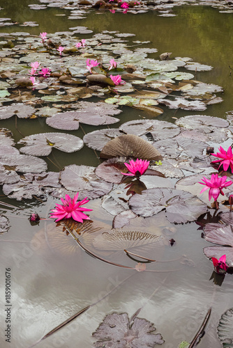 Pink Lotus Flowers and Lily Pads Floating on Pond at Hang Mua, Ninh Binh, Vietnam