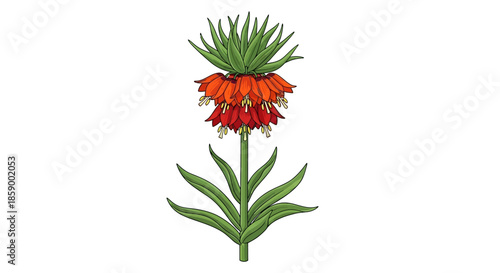 Vibrant Crown Imperial flower botanical illustration on a white background.