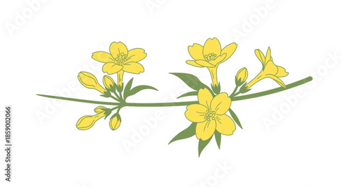 Two clusters of white jasmine flowers with green leaves.