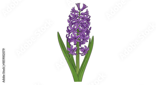 Illustration of a bouquet of lavender flowers on a white background.