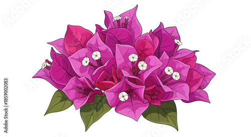 Elegant Calla Lily flower illustration on a white background.