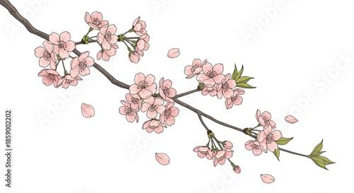 A single blue thistle flower in bloom on a white background