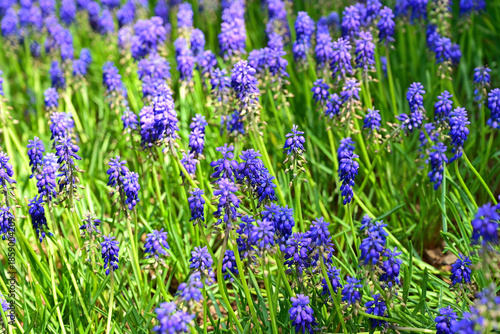 Grape Hyacinth in the garden.
