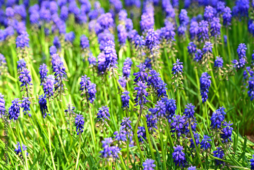 Grape Hyacinth in the garden.