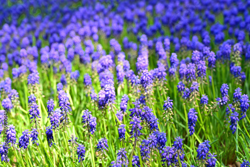Grape Hyacinth in the garden.