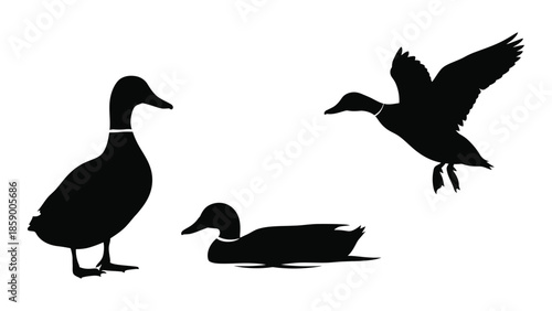 Black silhouettes of three ducks in varying poses standing flying and resting