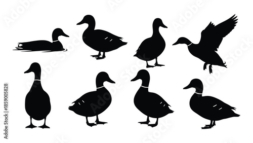 Black silhouette illustrations of ducks in various poses and stages of movement