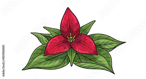 Shepherd's purse plant with white flowers and green leaves on white background.