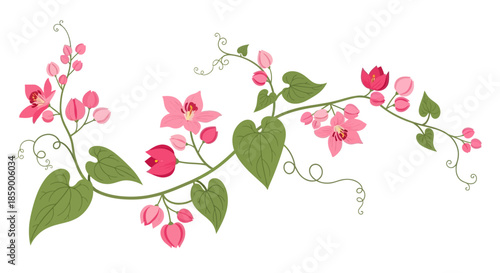 Illustration of a vanilla flower with green leaves on white background.