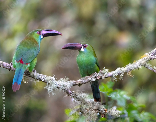 crimson-rumped toucanets 