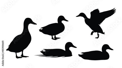 Silhouettes of ducks in various poses standing swimming and in flight