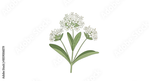 Colorful lantana flowers and leaves on white background, illustration.