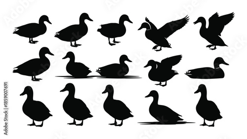 A collection of black silhouette images depicting various duck poses and activities