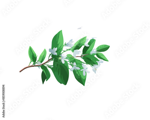 하얀 작은 꽃과 싱그러운 녹색 잎이 달린 식물 가지가 투명한 배경에 놓여 있습니다.
