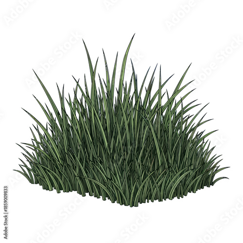 Lush Green Grass Clump Isolated on White Background.