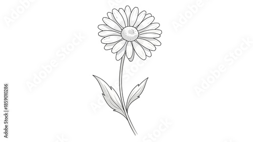 A detailed black and white sketch of a single daisy flower with a long stem and two leaves.