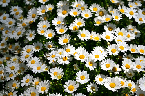 White marguerite flowers in the park