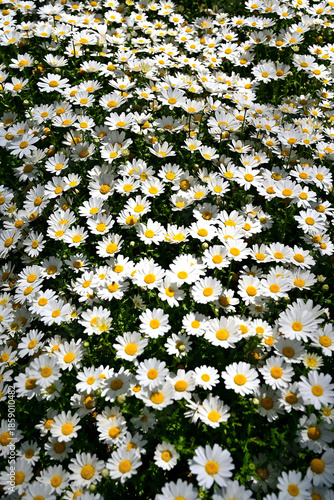 White marguerite flowers in the park