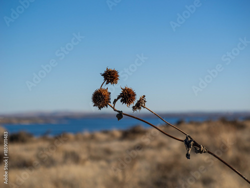 Dead Flowers against the lake and mountains