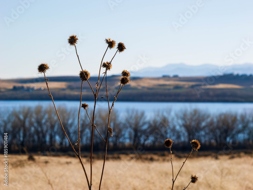 Dead Flowers against the lake and mountains