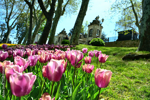 ISTANBUL, TURKEY - APR 23, 2025:  Istanbul Tulip Festival in Emirgan Park