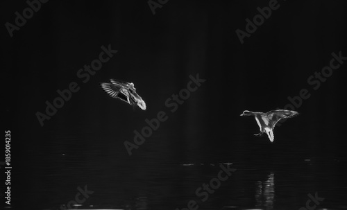 Black and white birds in flight over dark water with soft light beams and deep negative space minimalist fine art wildlife photography capturing quiet companionship distance freedom motion and serene 