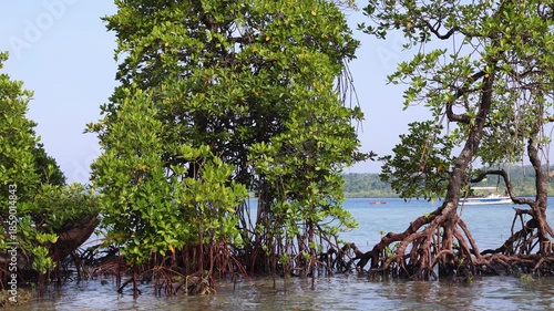 coastal mangrove forest growing in shallow seawater