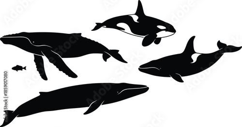 Marine mammal silhouettes swimming together illustration featuring whale dolphin orca ocean wildlife black vector icons isolated white background design studio