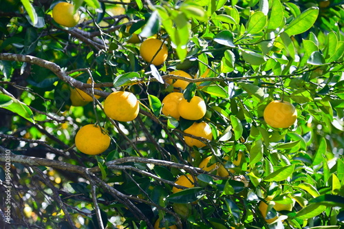 Fresh Japanese Yuzu Citrus on Tree in Rural Kochi Prefecture, Japan