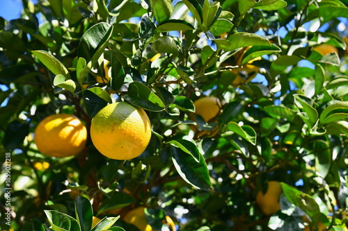 Close-Up of Japanese Yuzu Fruits on a Tree in Kochi Prefecture, Japan, Aromatic Japanese Citrus