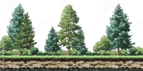 Verschiedene Nadelbäume und Sträucher auf einer Wiese mit Bodenschichten, isoliert auf Weißem Hintergrund