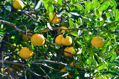 Japanese Yuzu Growing Outdoors in Kochi Prefecture, Japan, Seasonal Harvest and Rural Landscape
