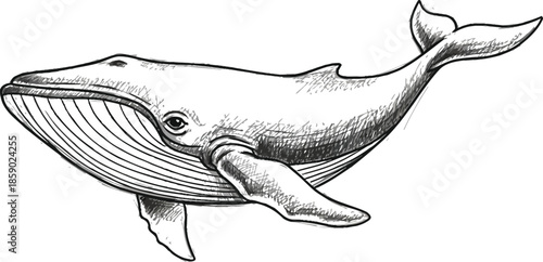 Detailed sketch of a humpback whale swimming gracefully through the ocean depths