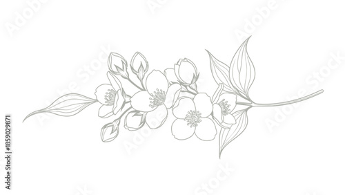 A delicate line drawing of a jasmine branch with blooming flowers and buds, set against a white background.