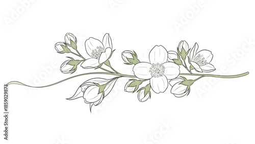 A delicate line drawing of a flowering jasmine branch with buds and blossoms against a white background.
