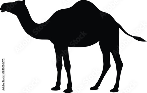 Camel silhouette desert wildlife animal illustration isolated on white background Arabian travel nature vector design icon symbol graphic stock