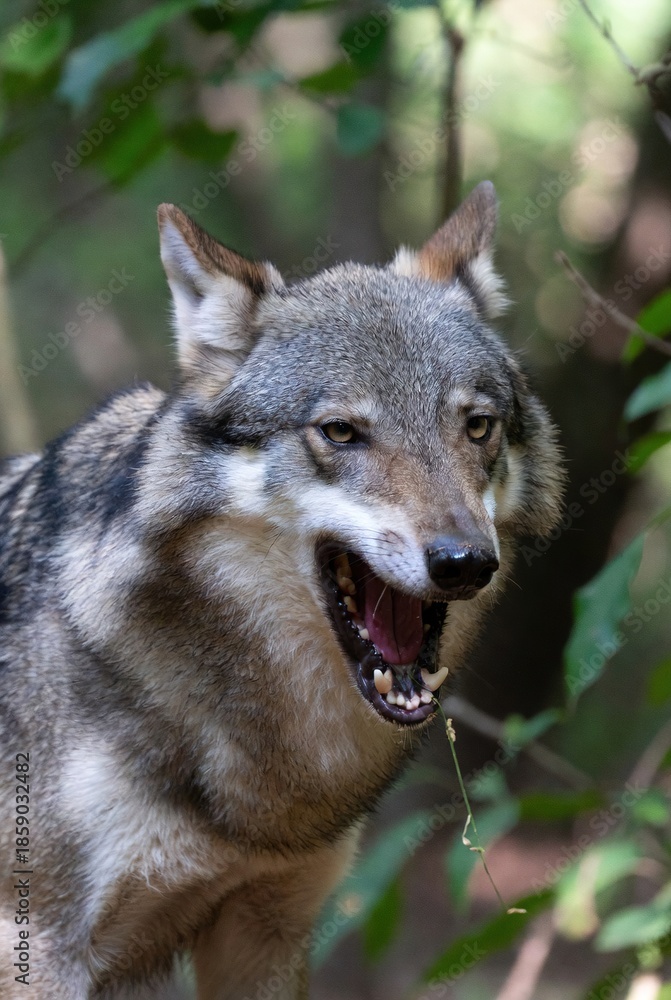 Fototapeta premium Intense gray wolf snarling, revealing sharp teeth and pink tongue in a