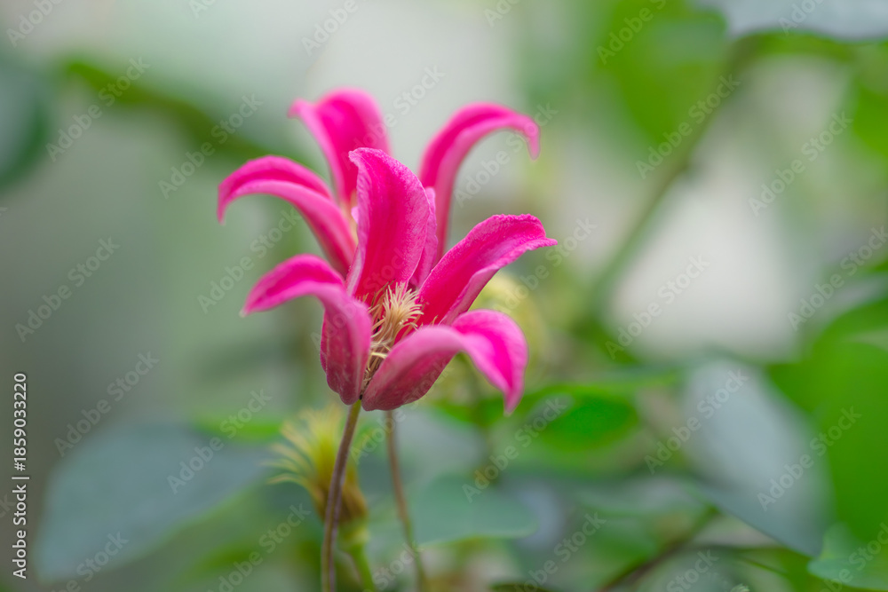 Fototapeta premium 緑背景のクレマチス