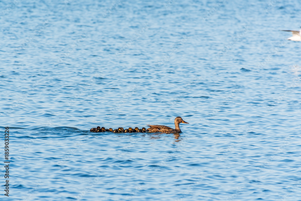 Fototapeta premium A family of ducks, a duck and its little ducklings are swimming in the water. The duck takes care of its newborn ducklings. Mallard, lat. Anas platyrhynchos