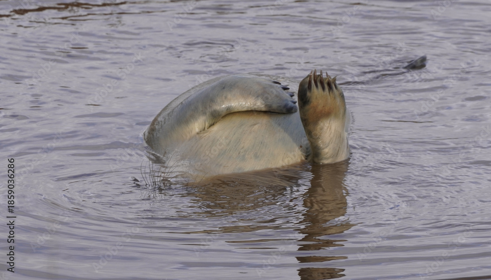 Fototapeta premium Babby seals born on Donna Nook nature reserve and Seal Sanctuary. Donna Nook is a point on the low-lying coast of north Lincolnshire, England,