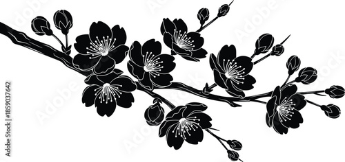 Black silhouette of blooming cherry blossom branch, sakura flowers and buds, spring nature element, vector illustration, isolated on white background