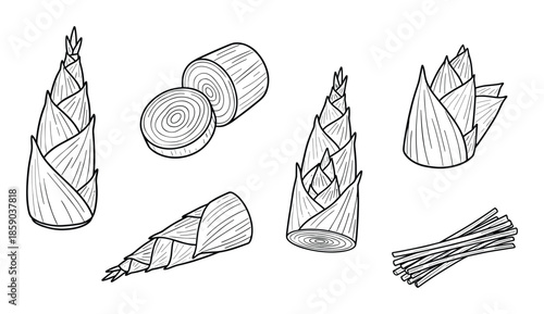 Fotografie Bamboo shoots hand drawn in vector format isolated on transparent background